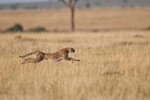 Cheetah optimising his speed.